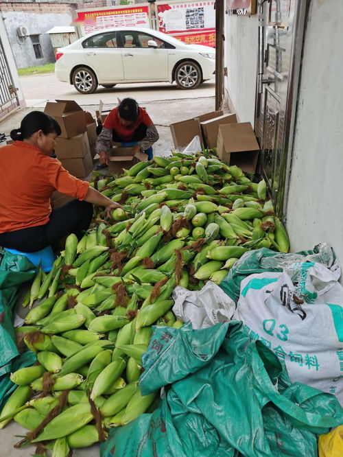 農產品開啟云銷售模式，助力戰疫扶貧攻堅